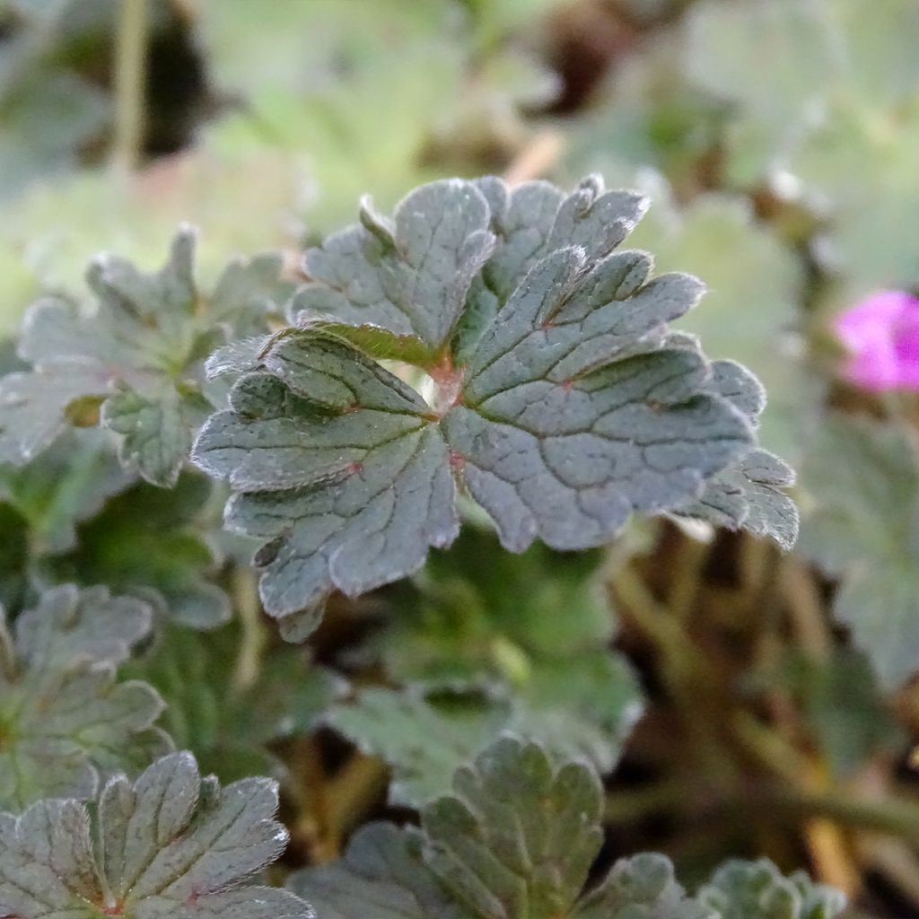 Geranium oxonianum Orkney Cherry