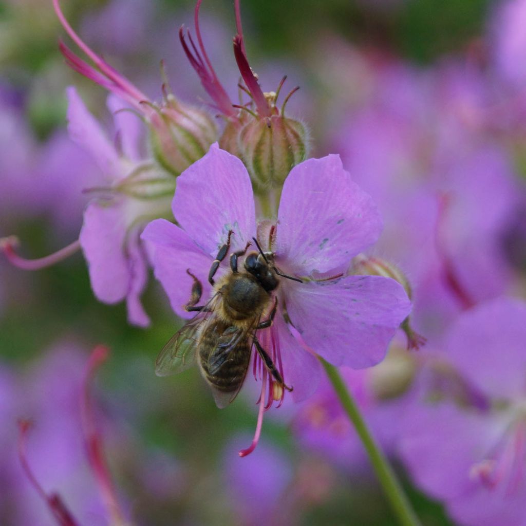 Geranium x cantabrigiense Hanne - Cranesbill