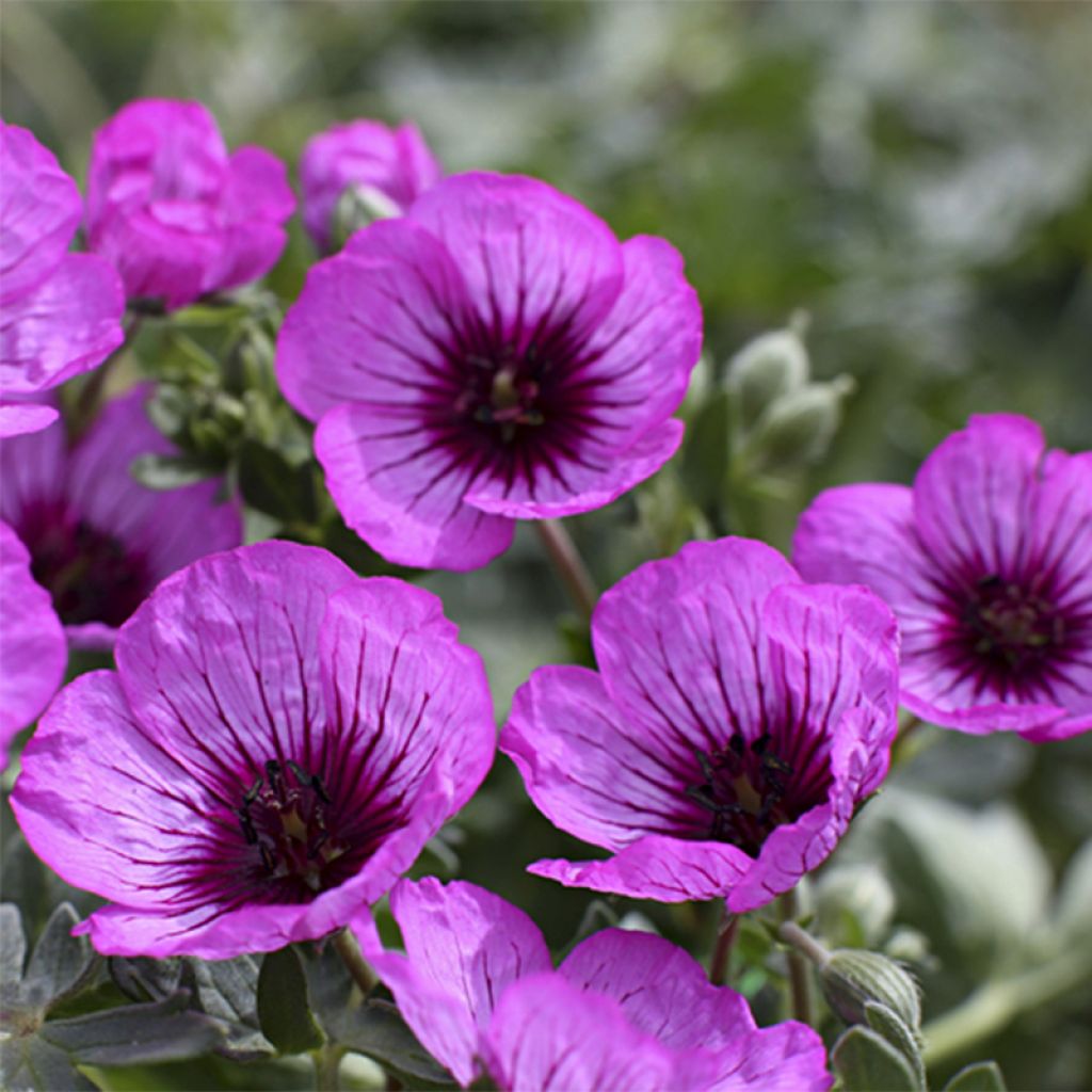 Geranium cinereum Jolly Jewel Night