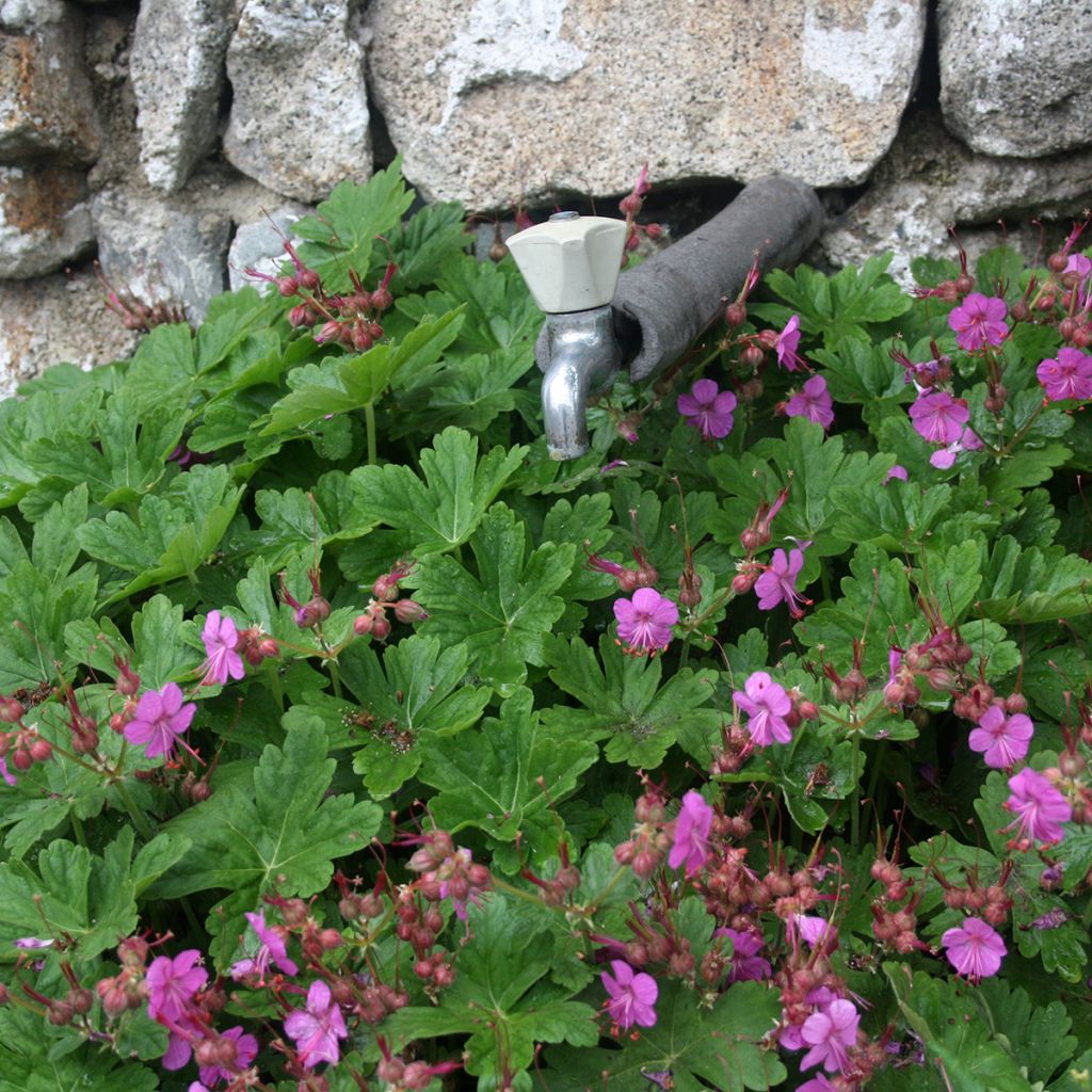 Geranium macrorrhizum Czakor
