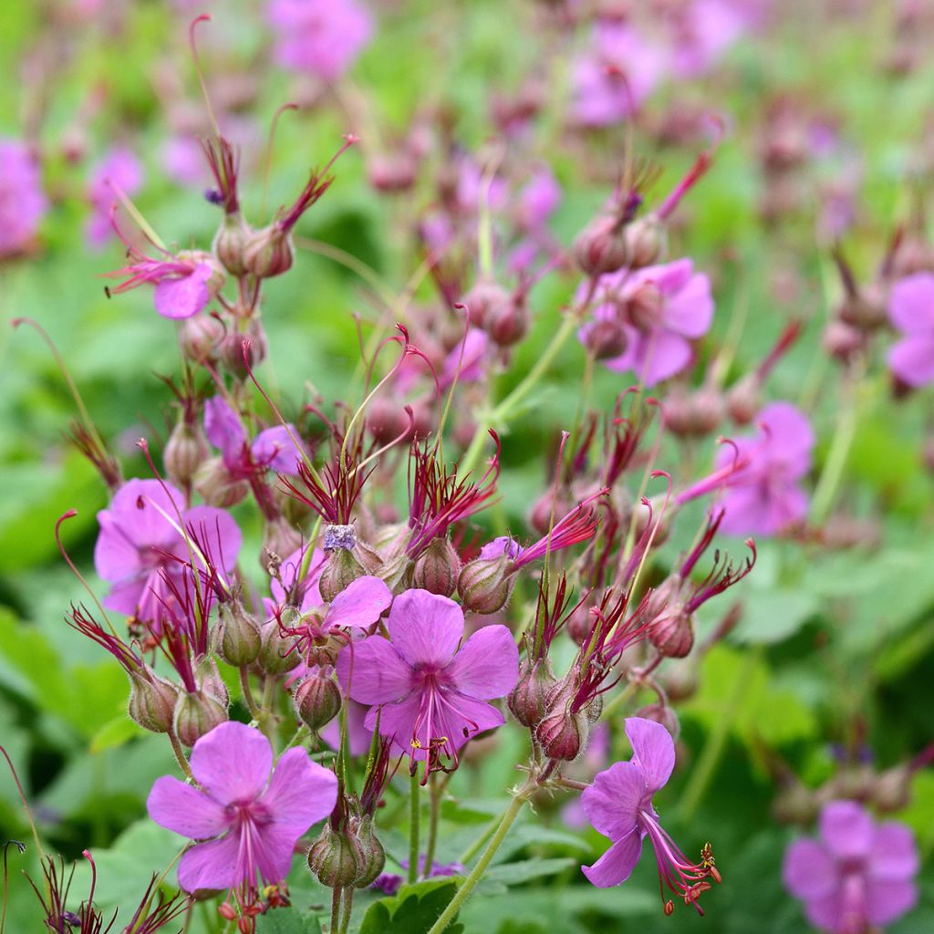 Geranium macrorrhizum Czakor
