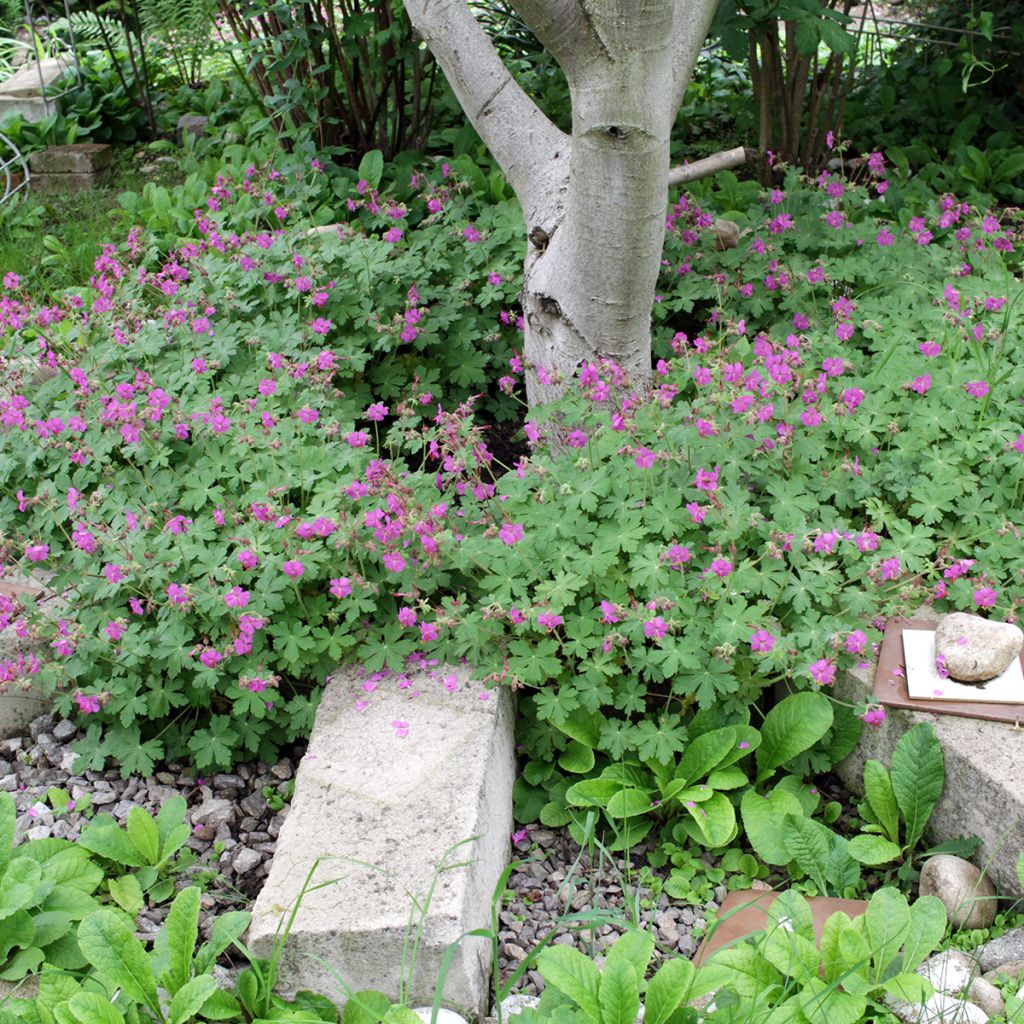 Geranium macrorrhizum - Bigroot Geranium