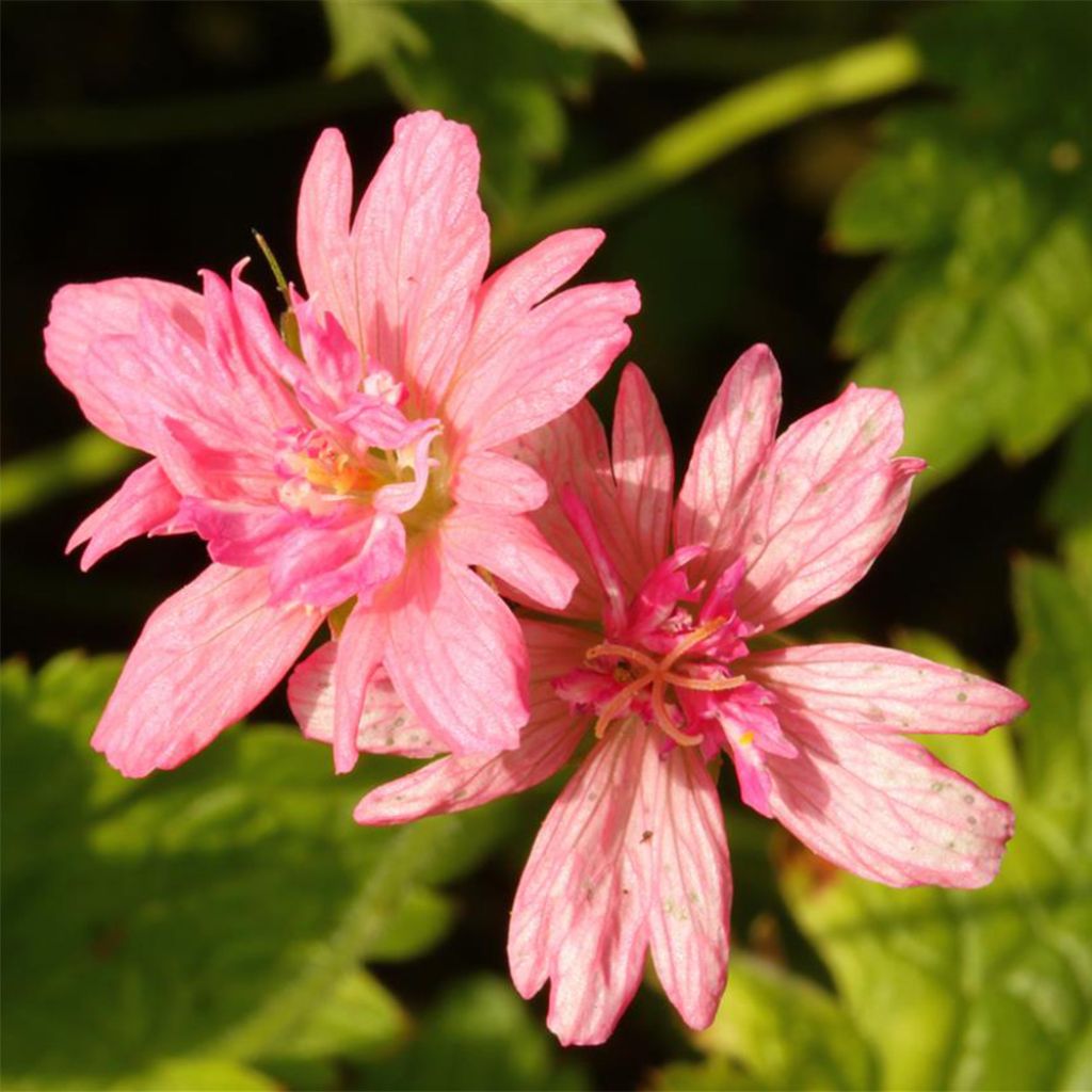 Geranium  oxonianum f. thurstonianum Southcombe Double