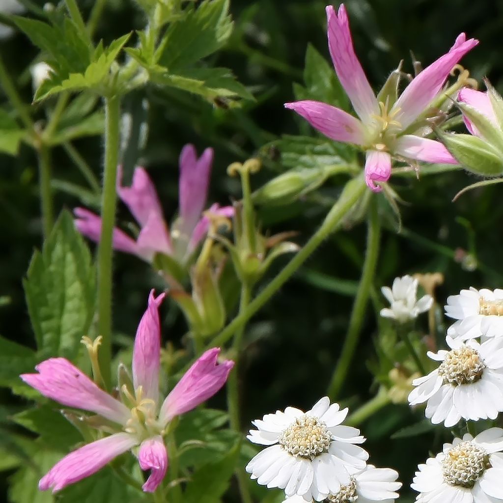 Geranium oxonianum f. thurstonianum