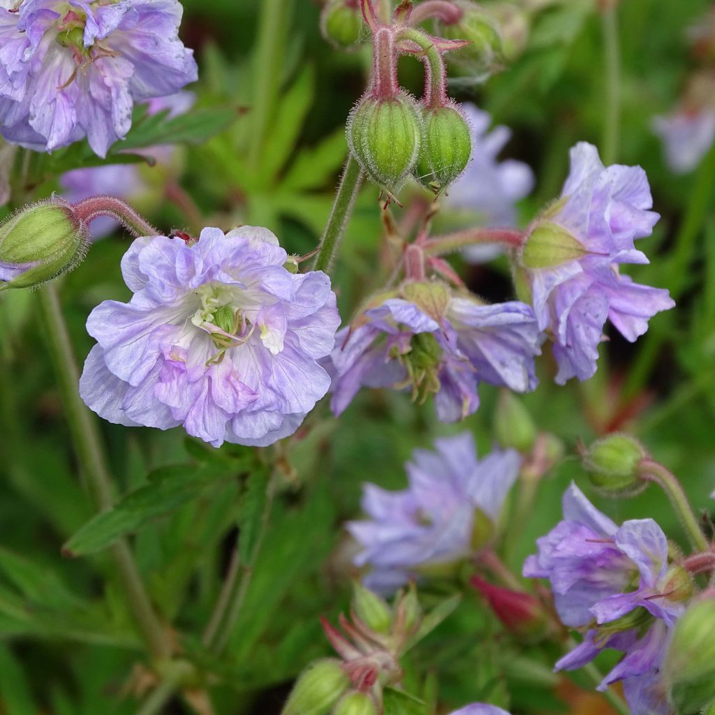Geranium pratense Cloud Nine