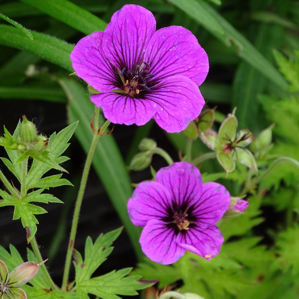 Geranium psilostemon Bressingham Flair