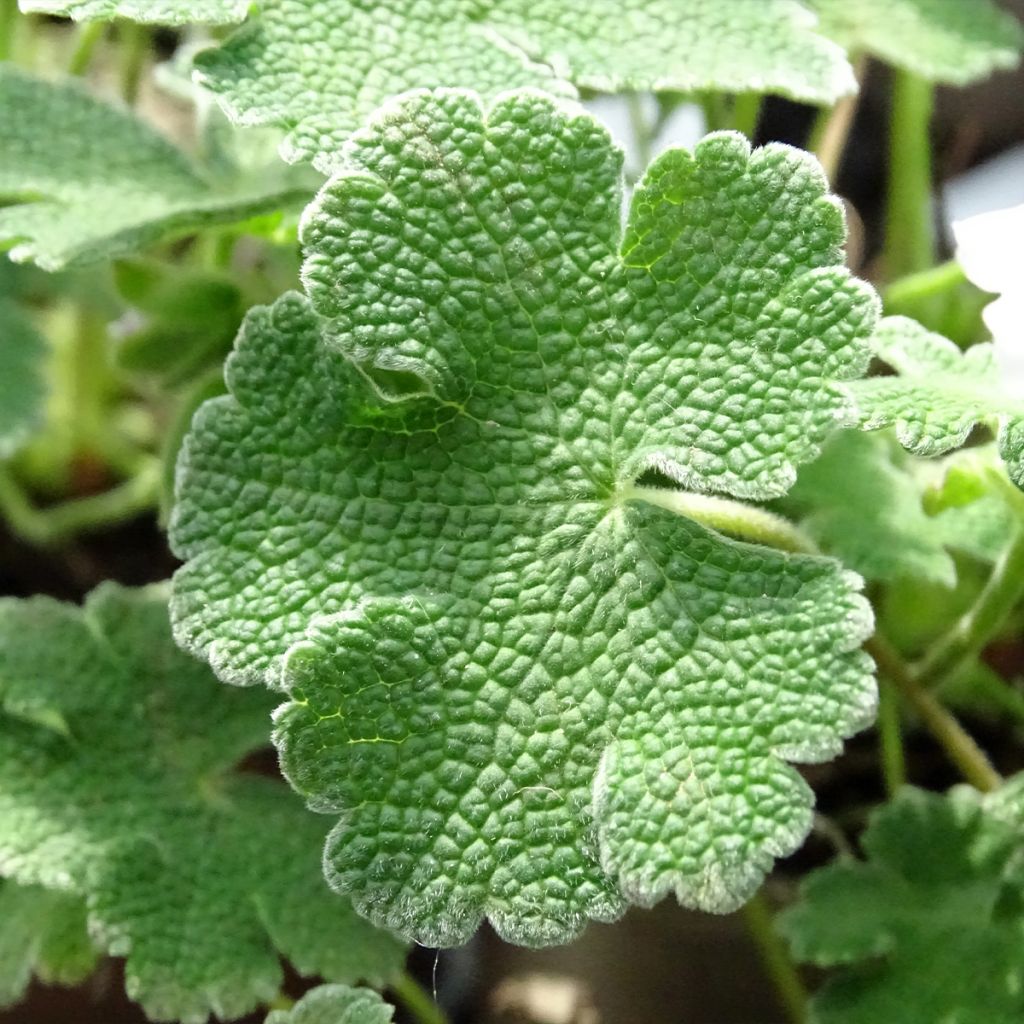 Geranium renardii