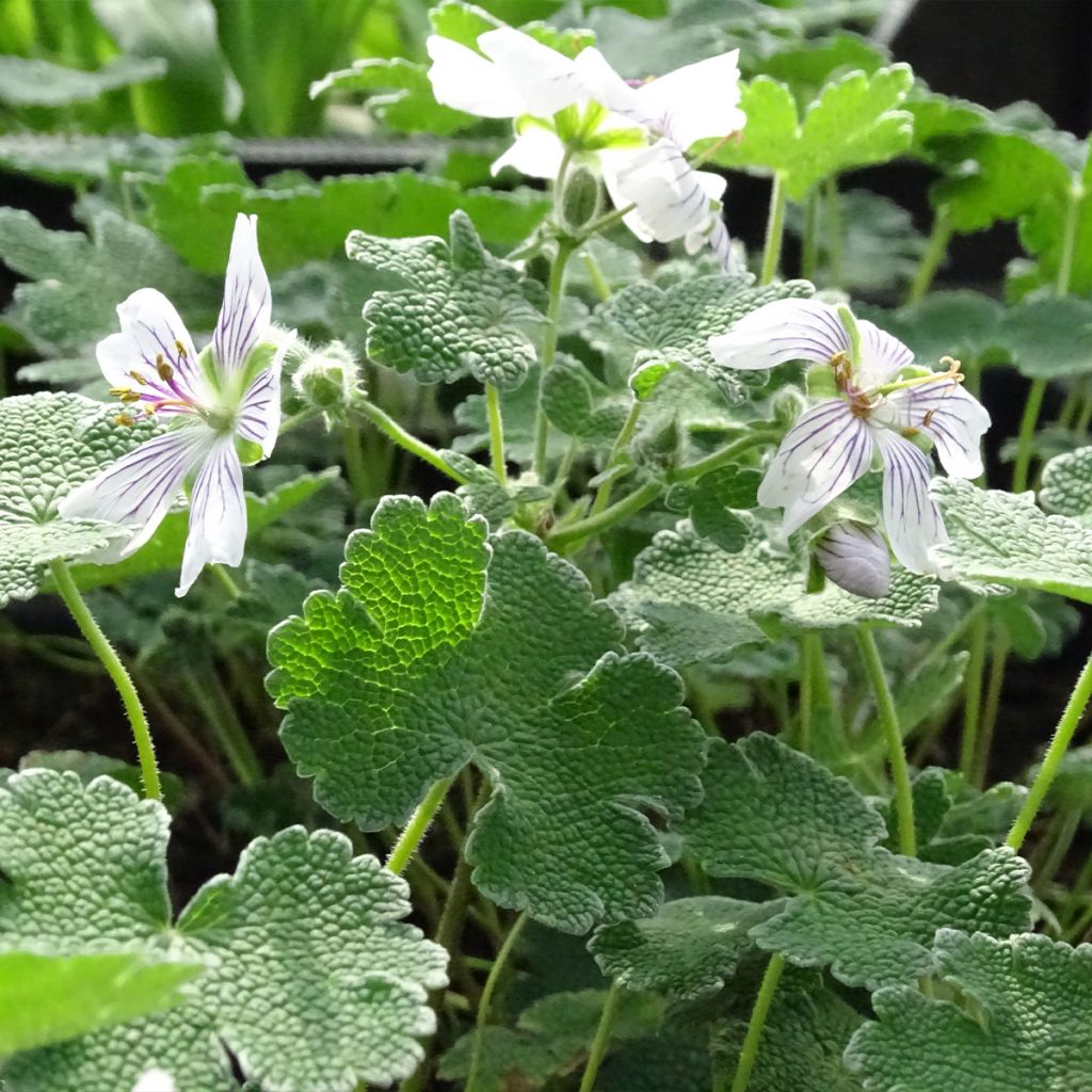 Geranium renardii