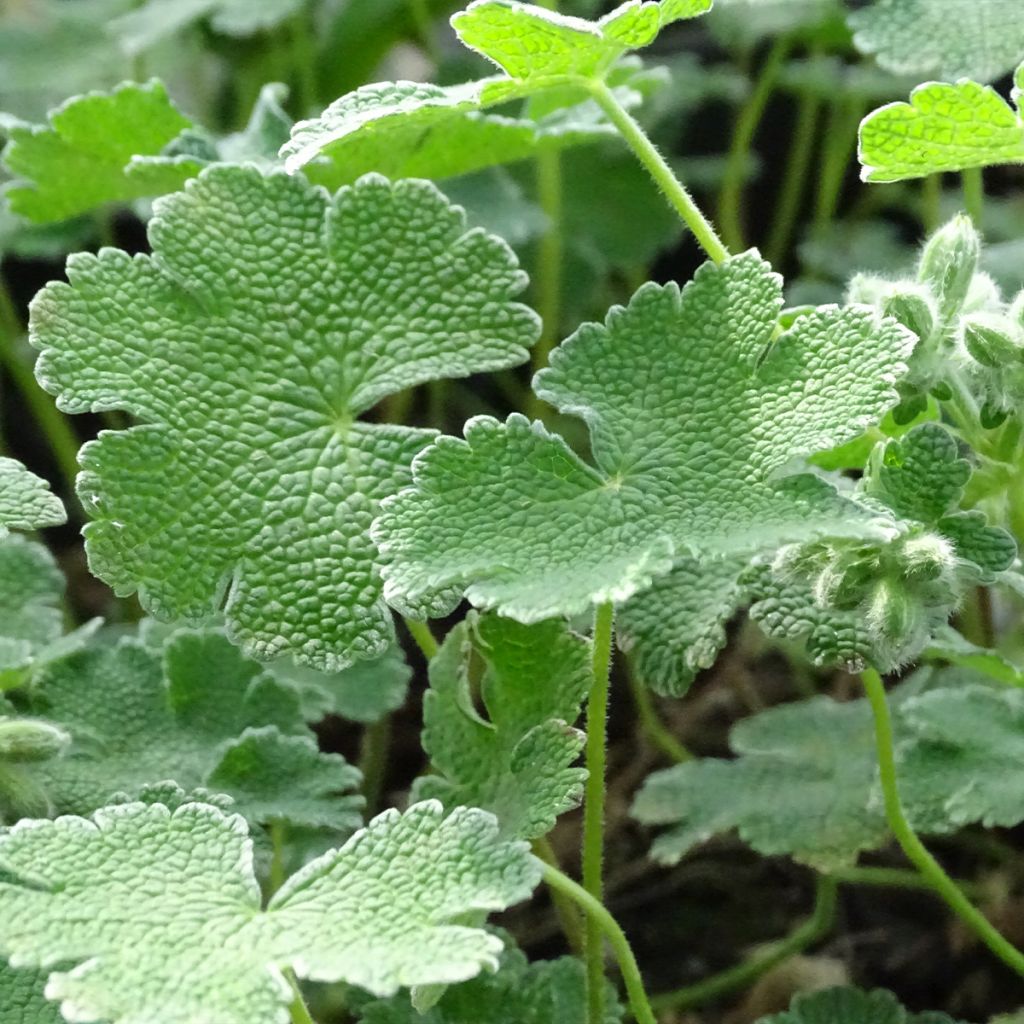 Geranium renardii