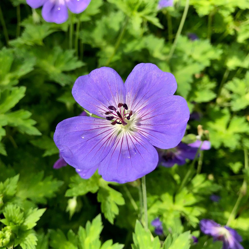 Geranium Rozanne