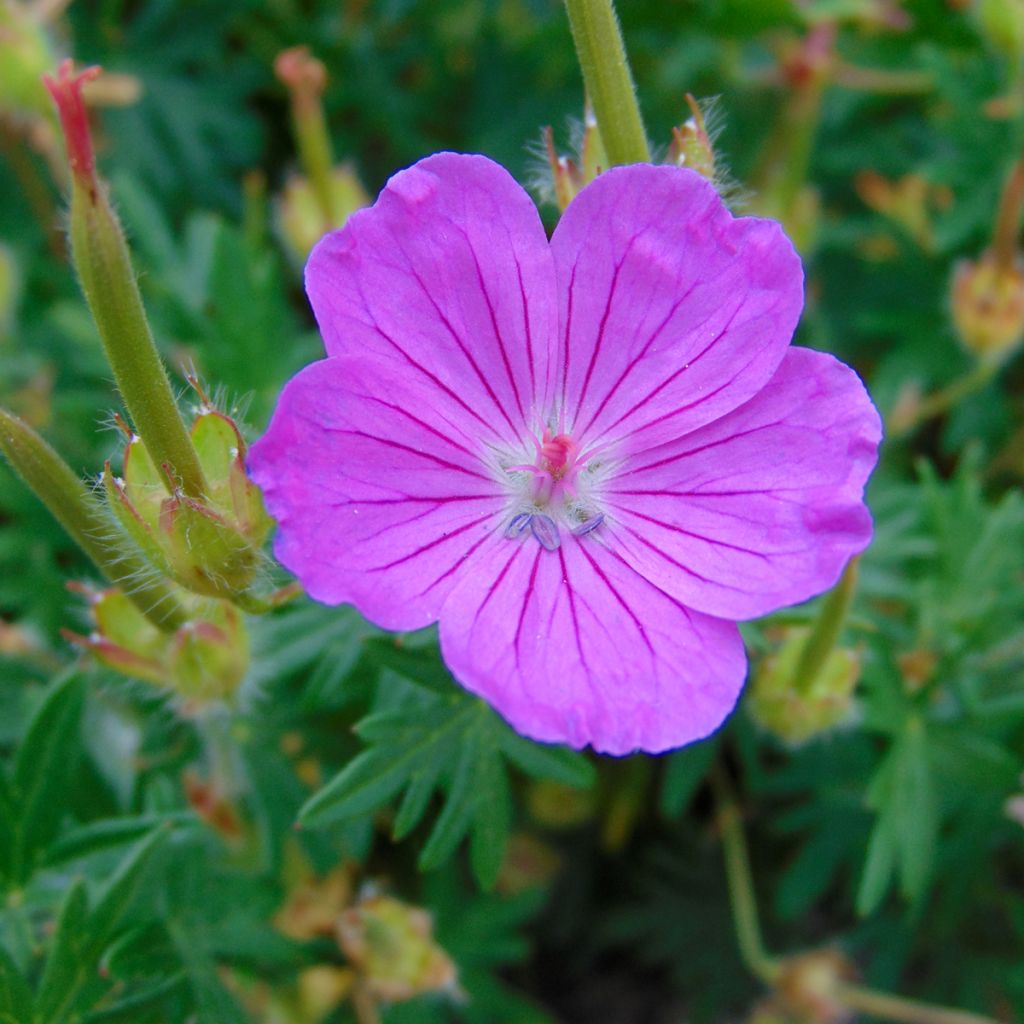 Geranium sanguineum Hannelore
