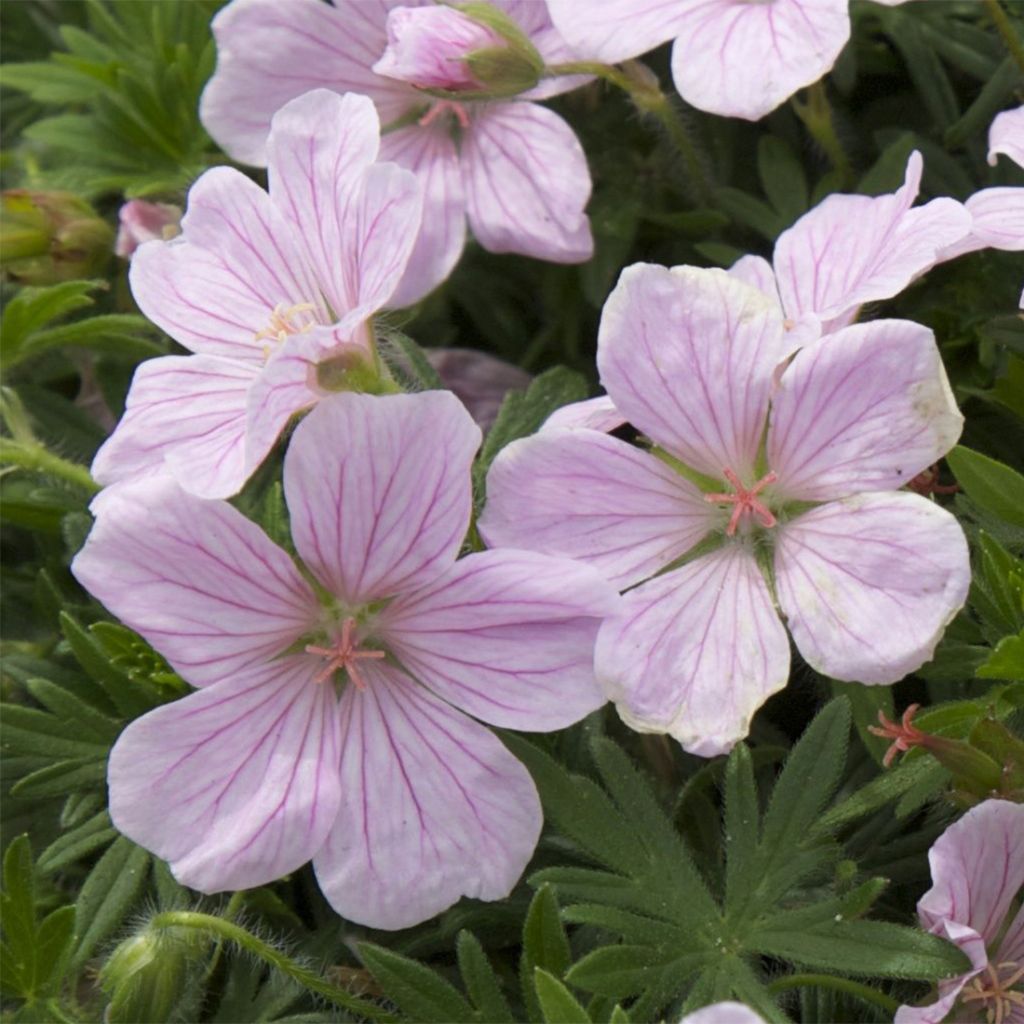 Geranium sanguineum Pink Pouffe