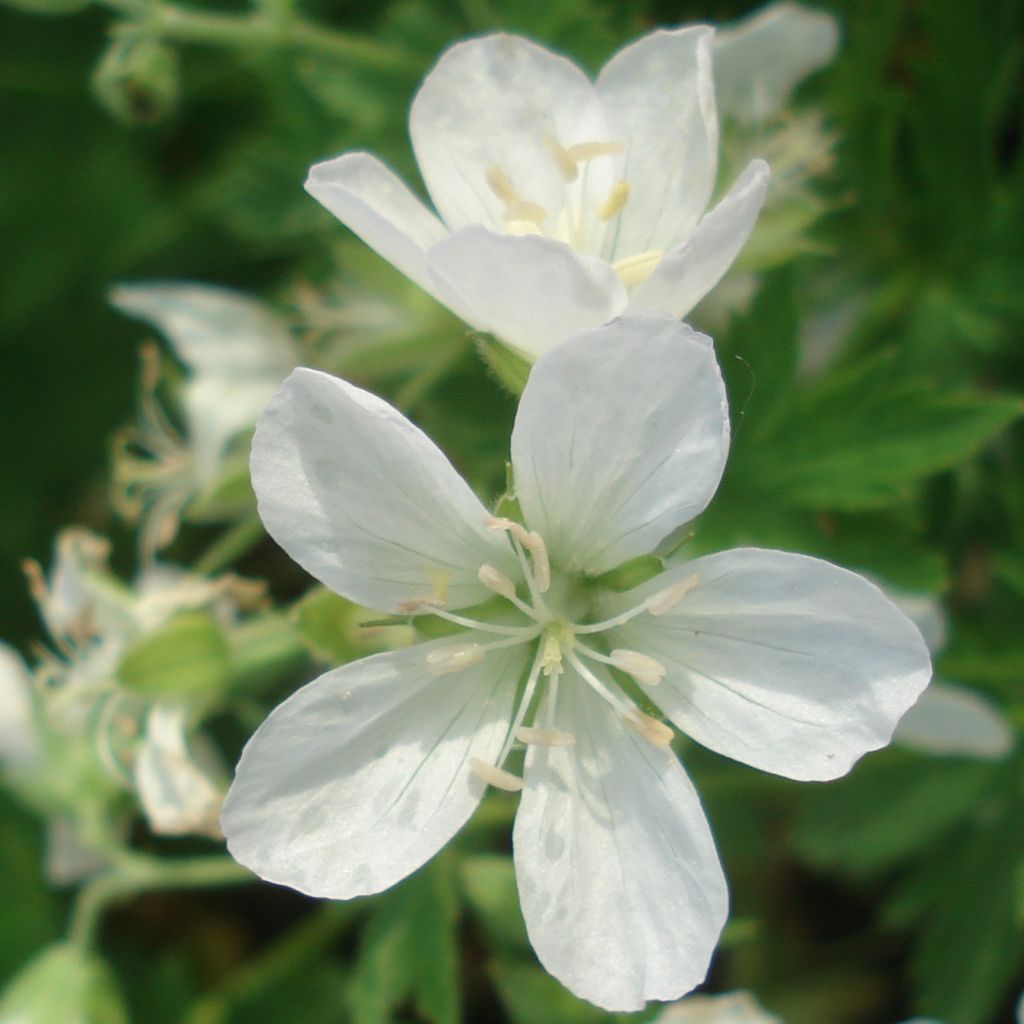 Geranium sylvaticum Album