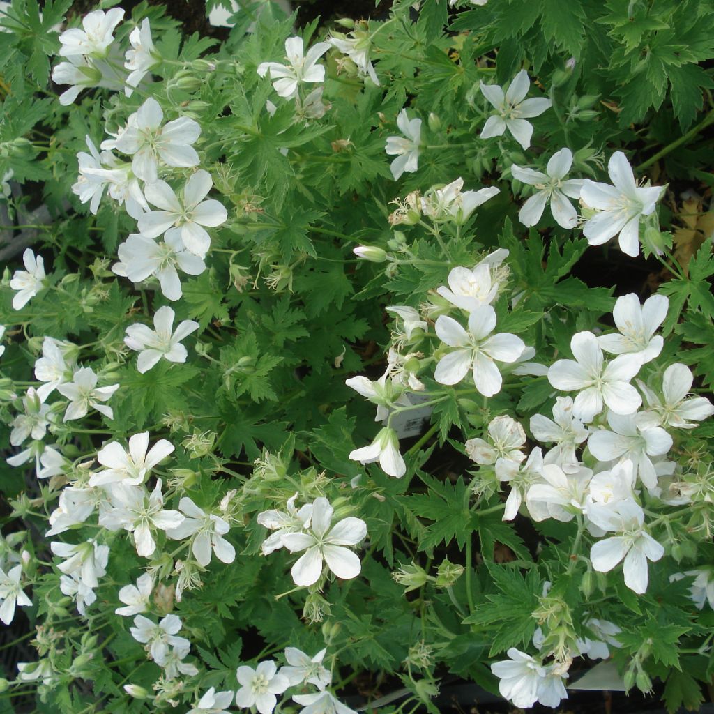 Geranium sylvaticum Album