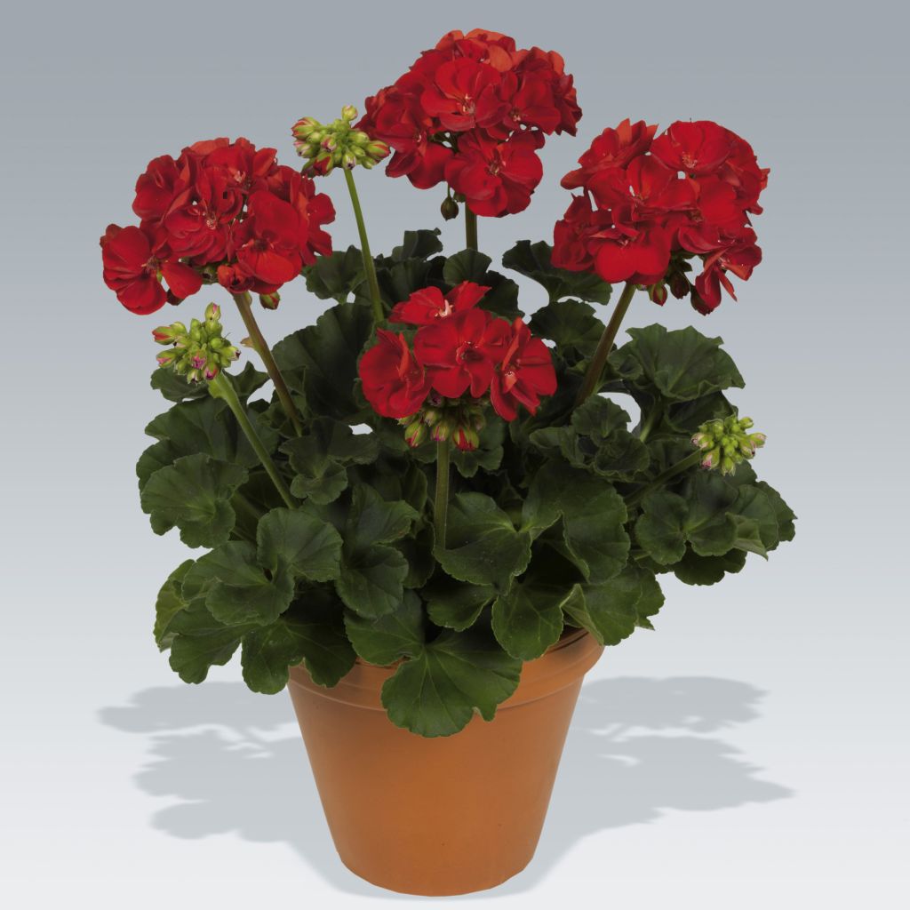 Geranium zonale Victor - Pelargonium hortorum