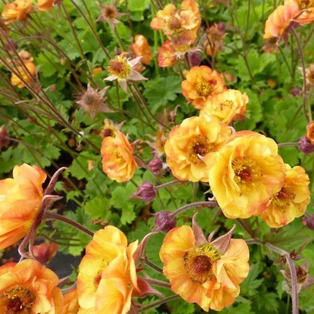 Geum Alabama Slammer