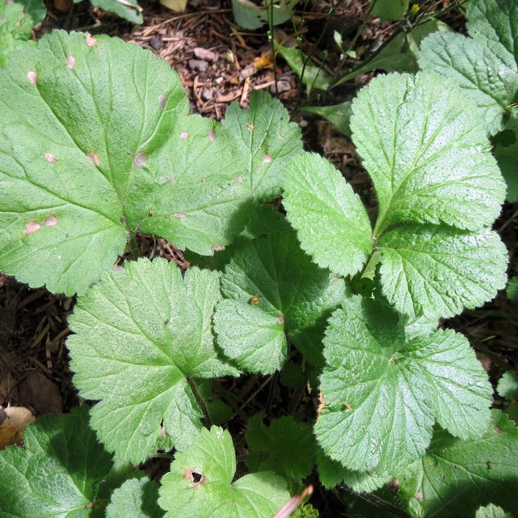 Geum Alabama Slammer
