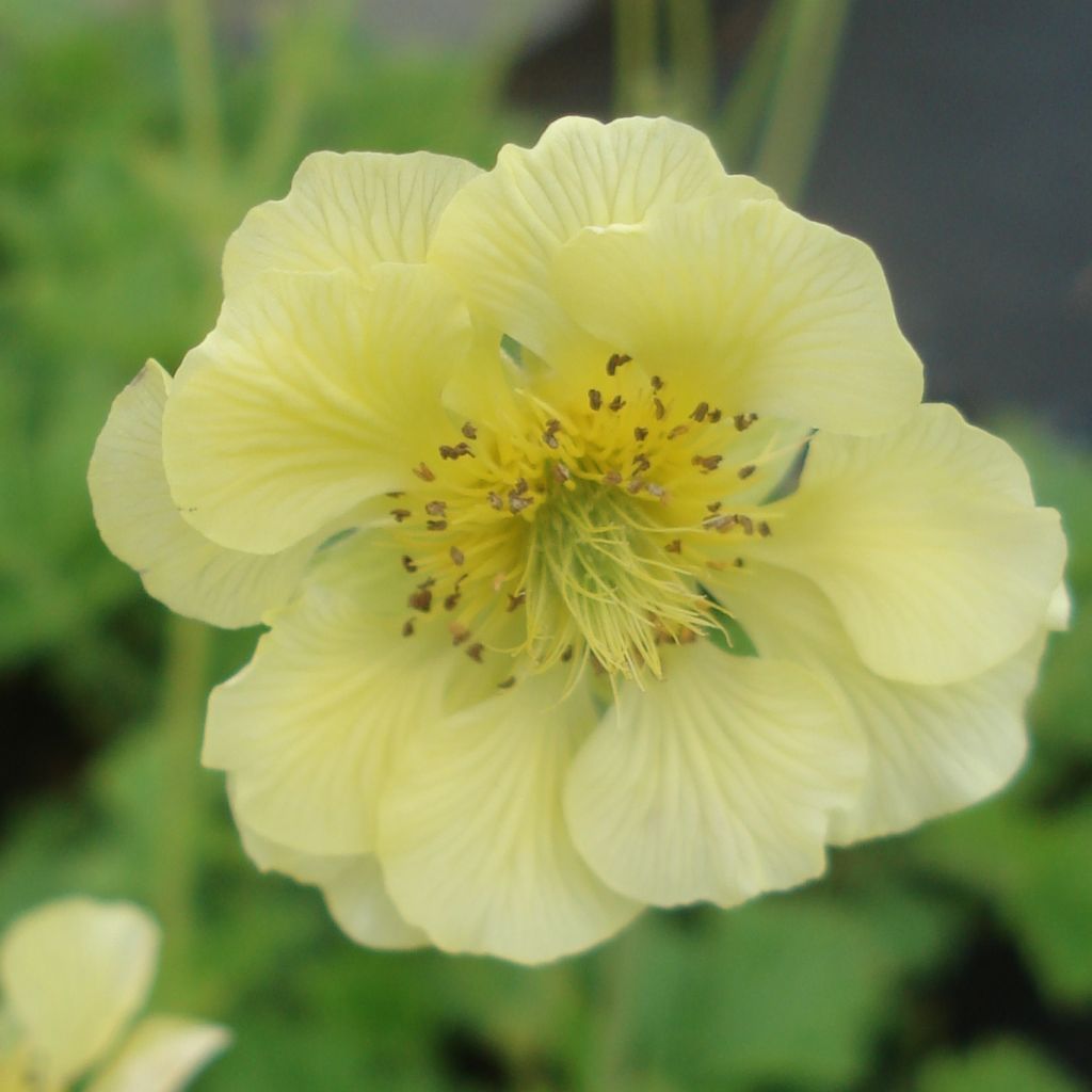 Geum Banana Daiquiri
