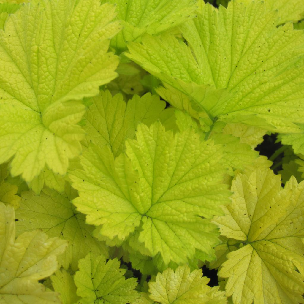 Geum Eos