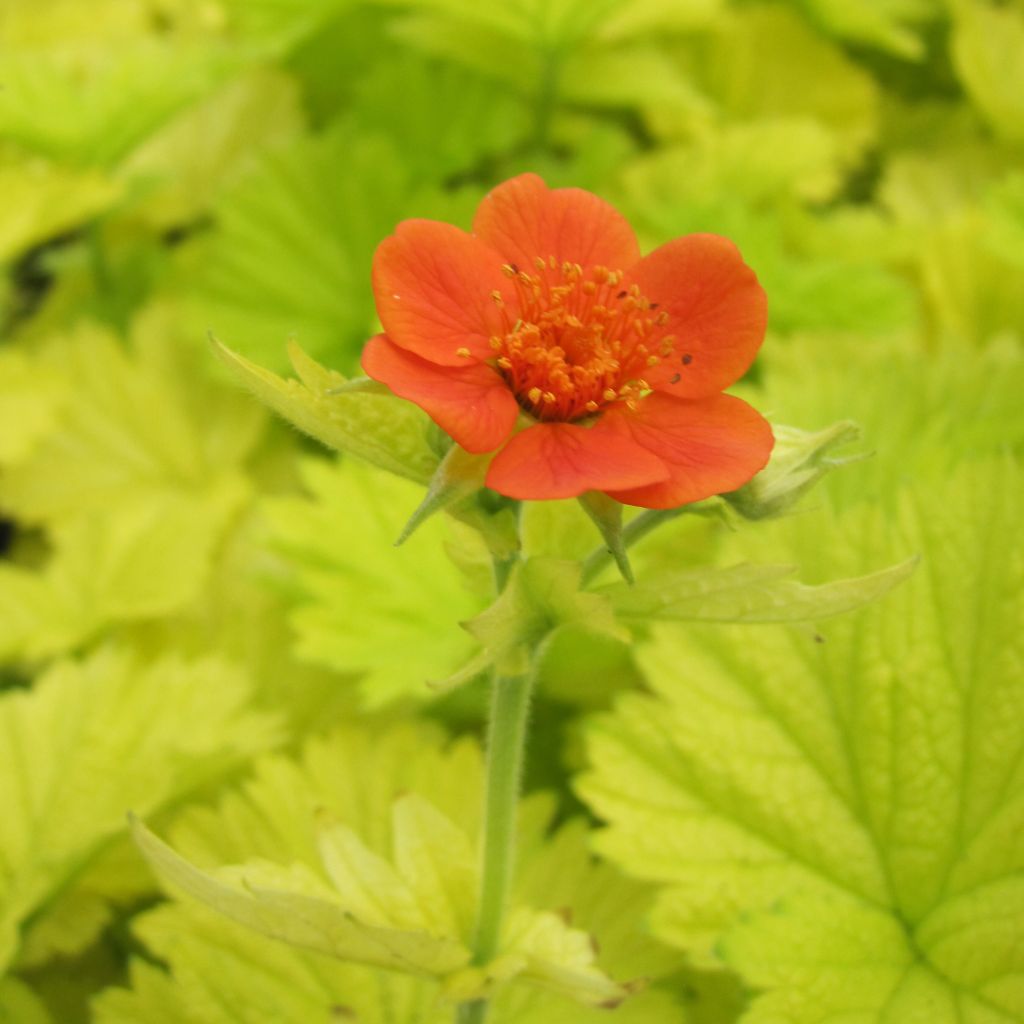 Geum Eos