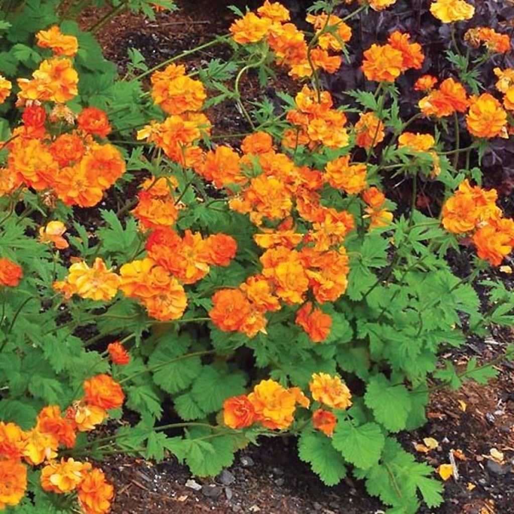 Geum Fire Storm