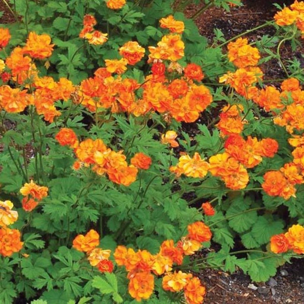 Geum Fire Storm