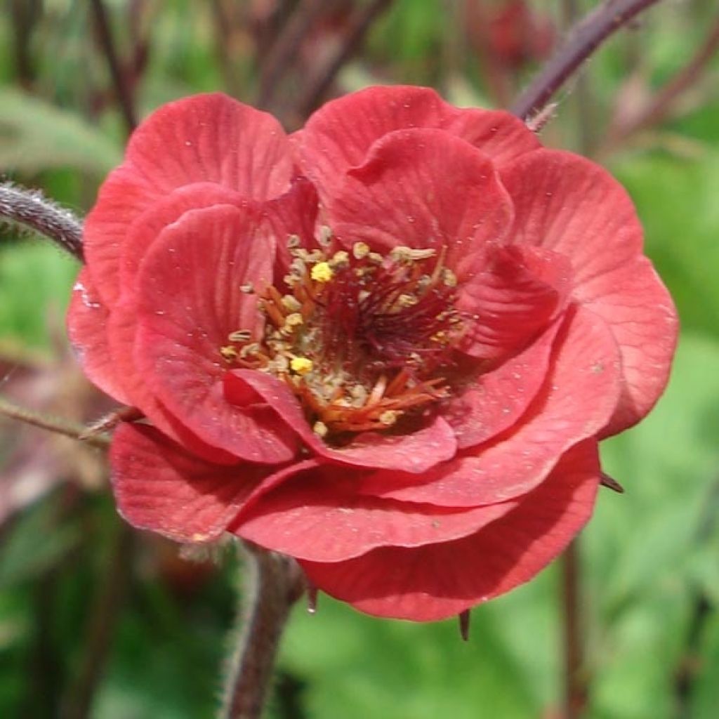 Geum Flames of Passion