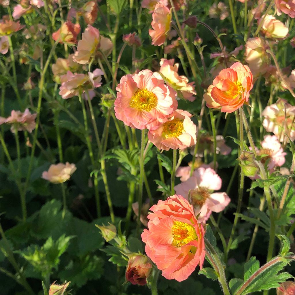 Geum rivale Mai tai