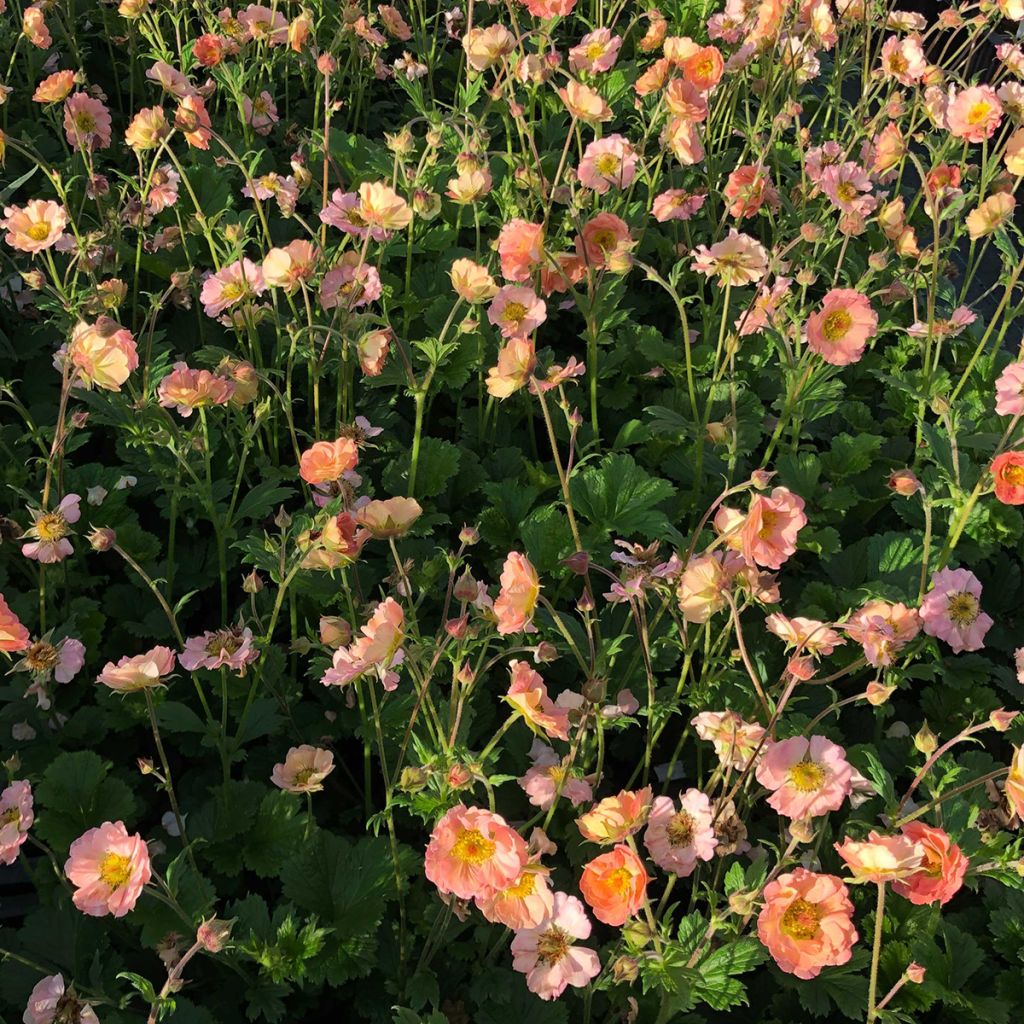 Geum rivale Mai tai