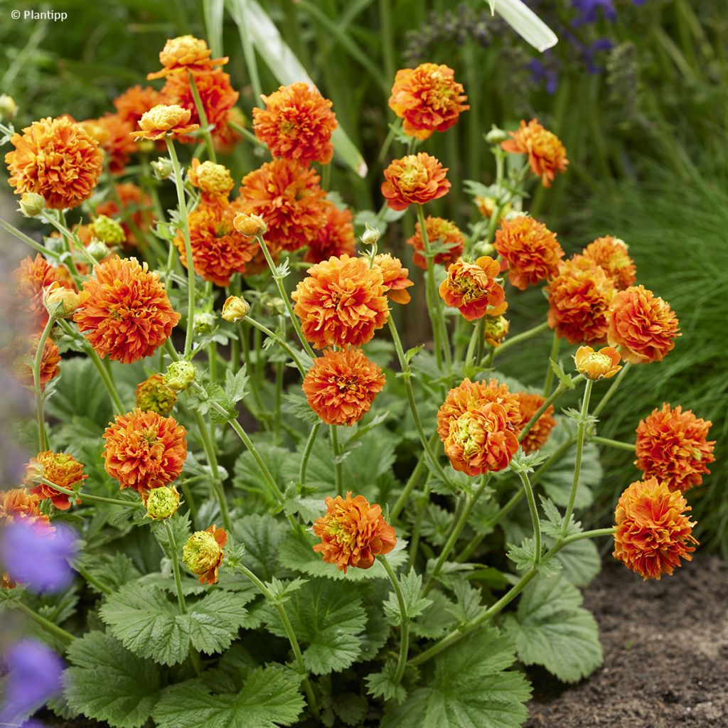 Geum  Orange Pumpkin - Benoîte, Benoîte des jardins