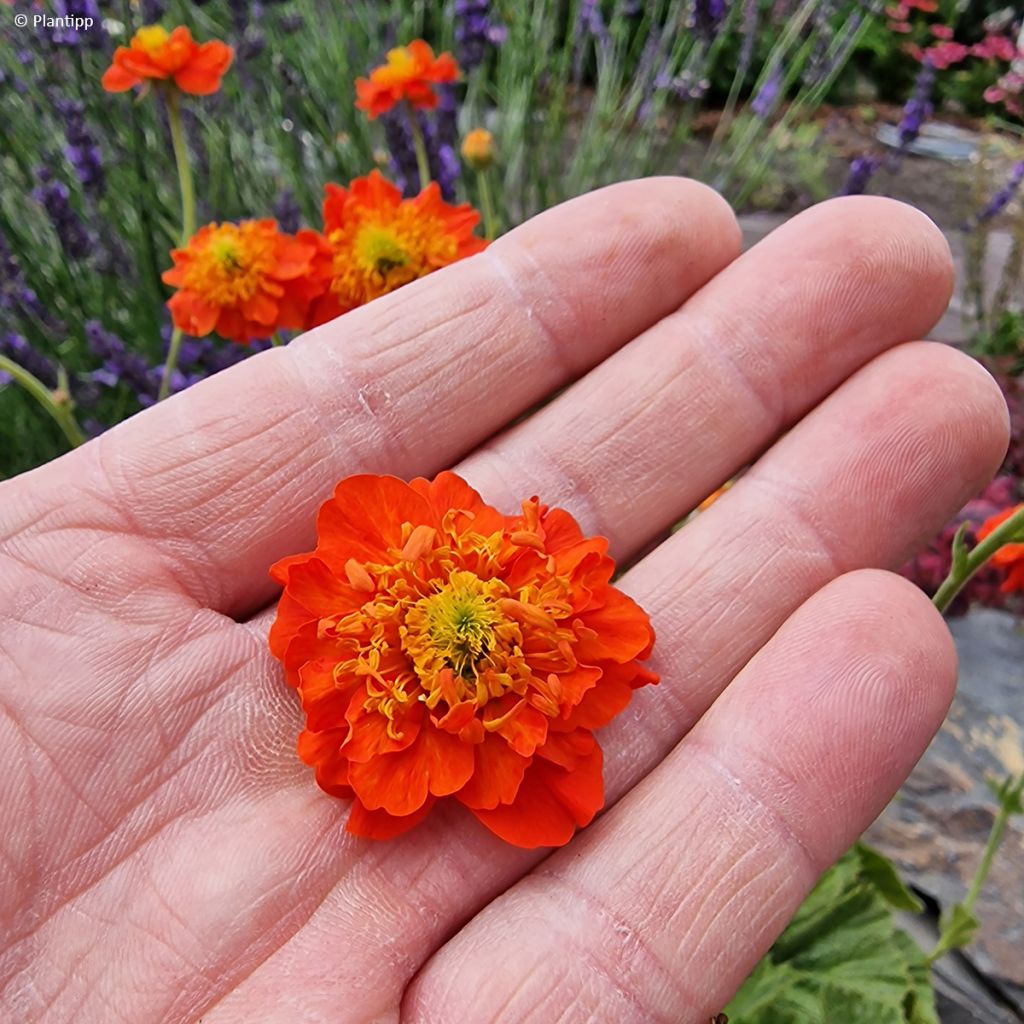 Geum  Orange Pumpkin - Benoîte, Benoîte des jardins