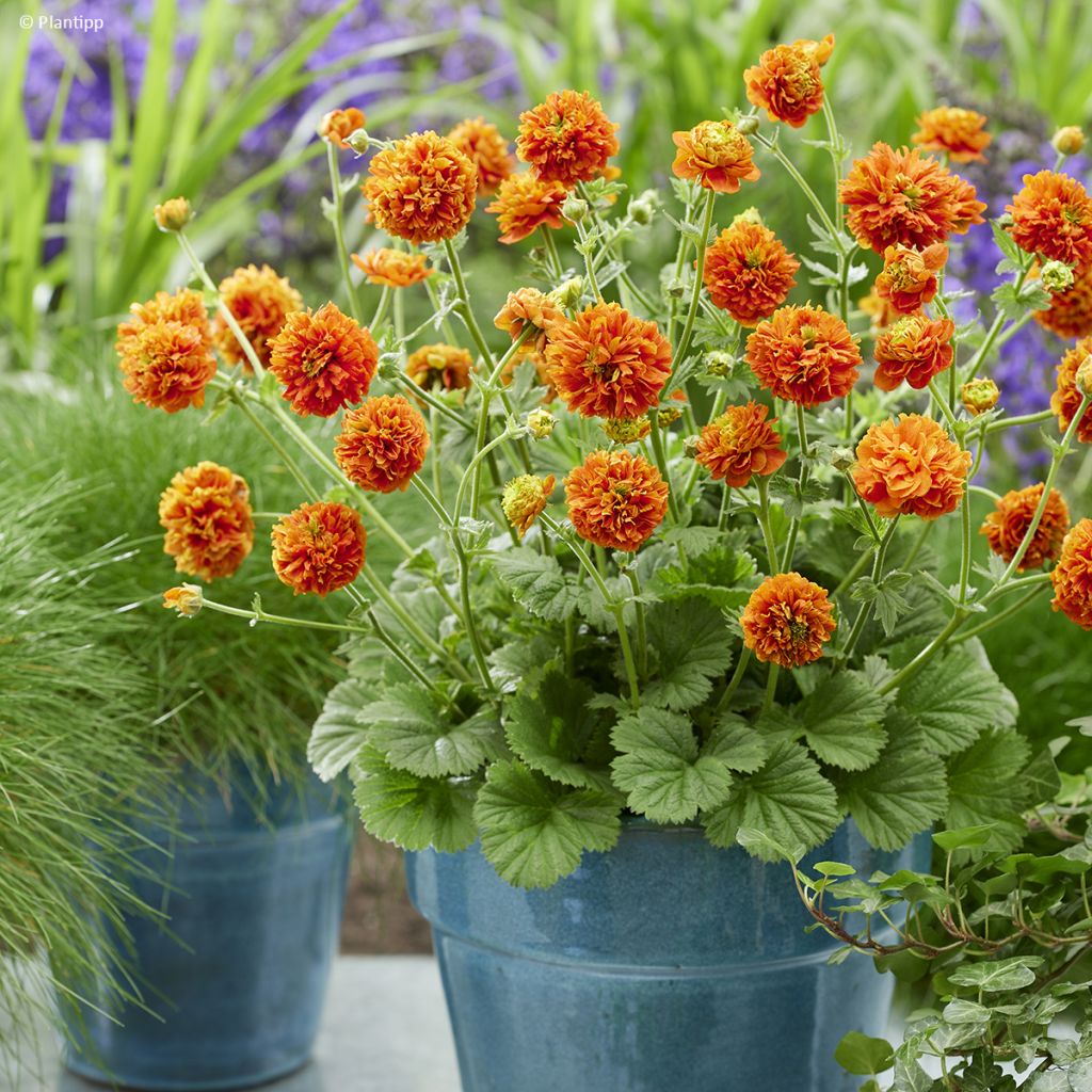 Geum  Orange Pumpkin - Benoîte, Benoîte des jardins