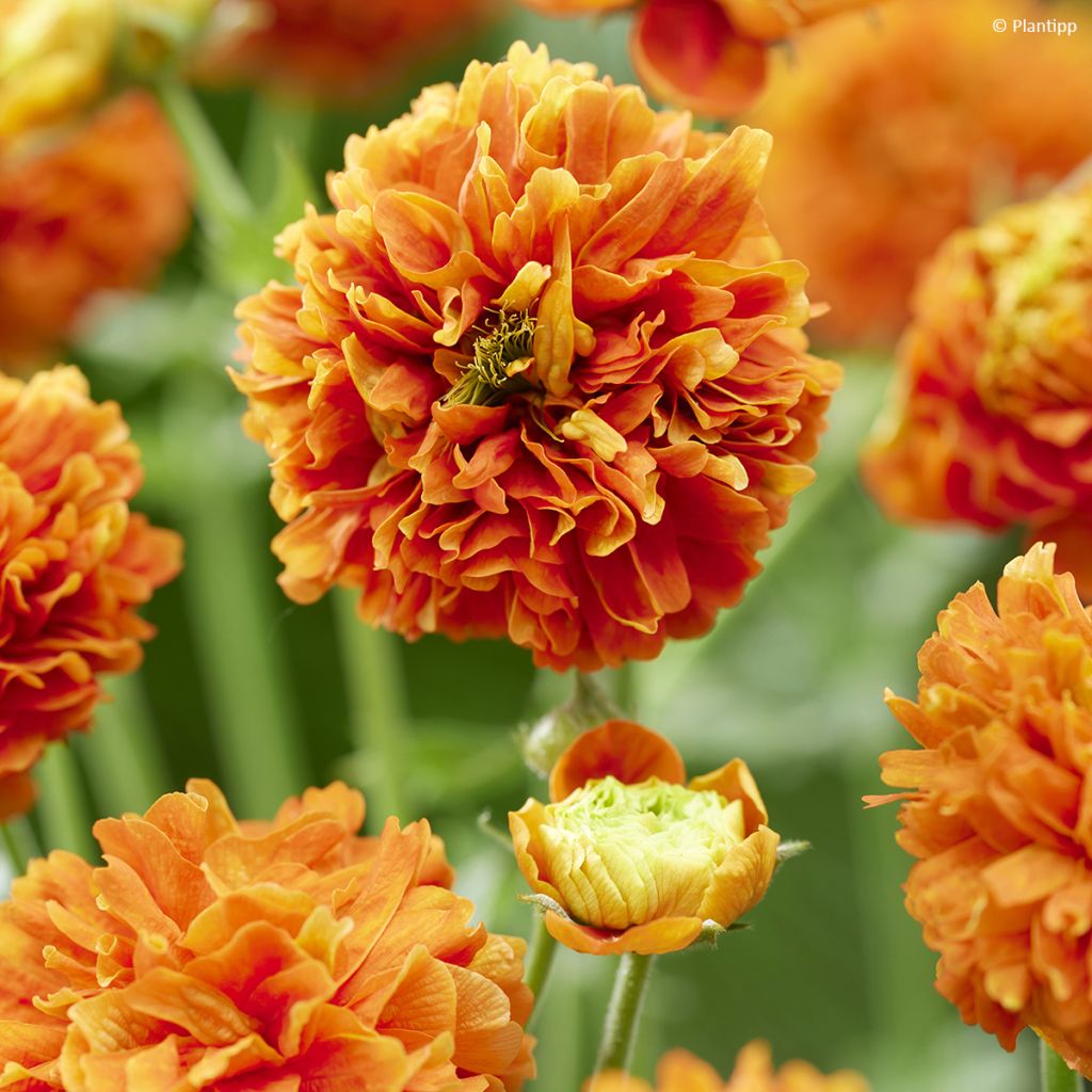 Geum  Orange Pumpkin - Benoîte, Benoîte des jardins