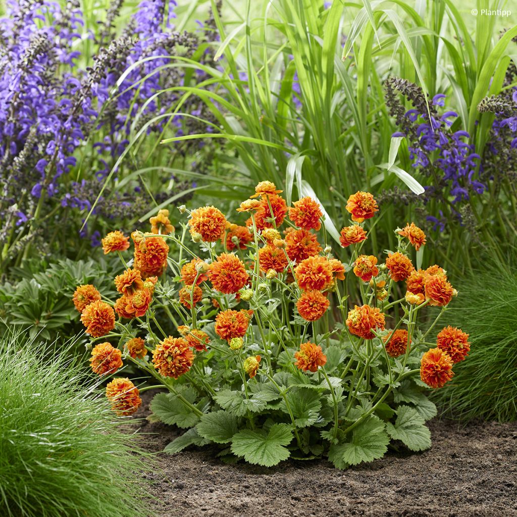 Geum  Orange Pumpkin - Benoîte, Benoîte des jardins