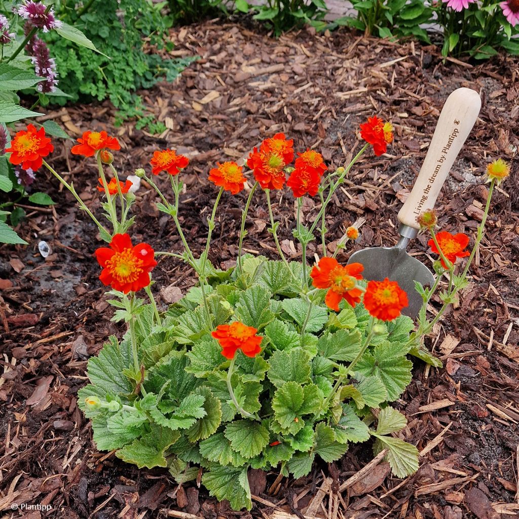 Geum  Orange Pumpkin - Benoîte, Benoîte des jardins