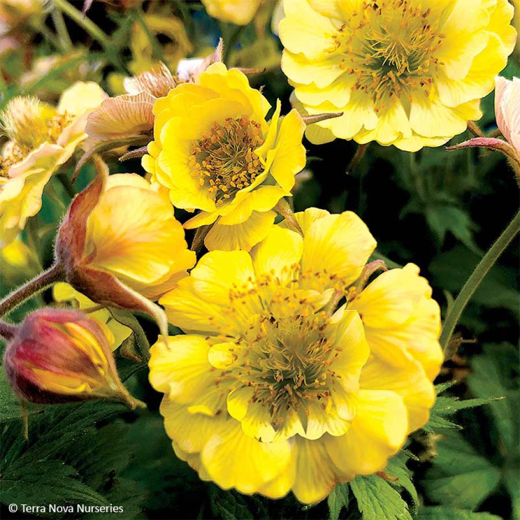Geum Tempo Yellow