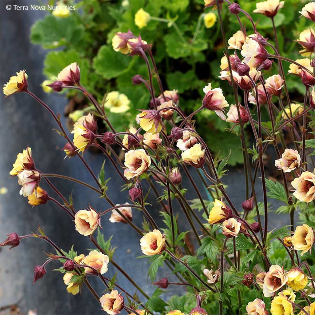 Geum Tempo Yellow