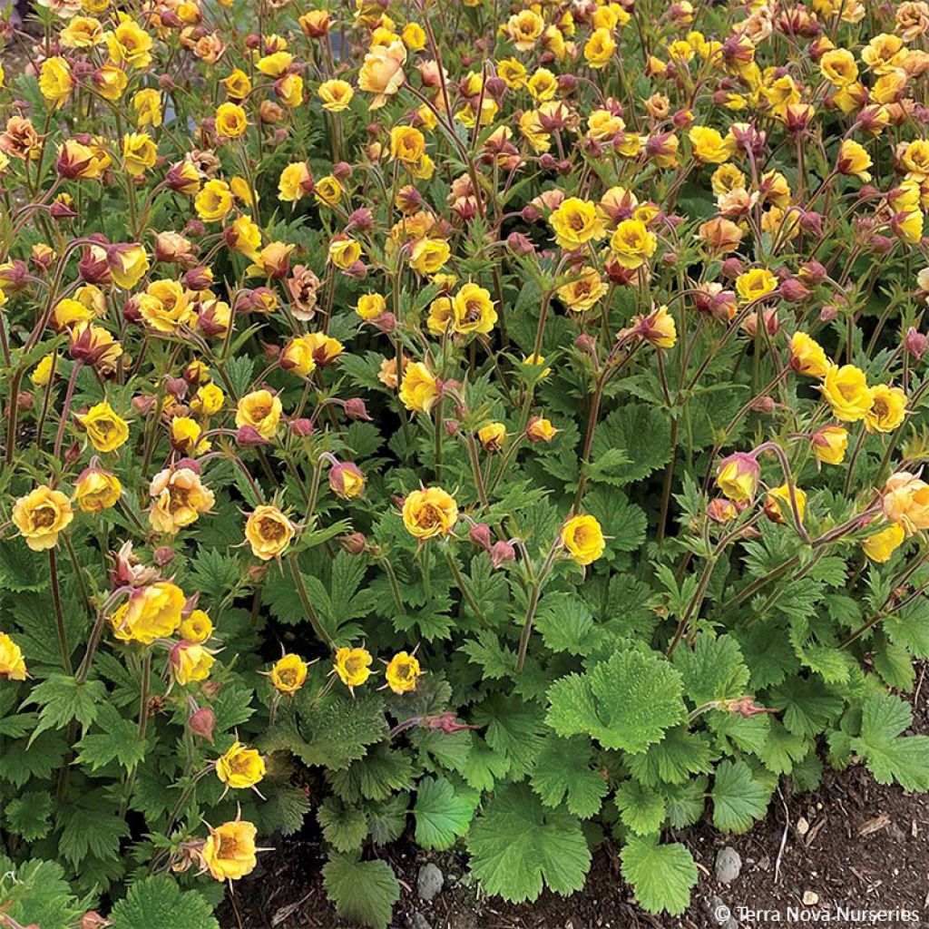 Geum Tempo Yellow
