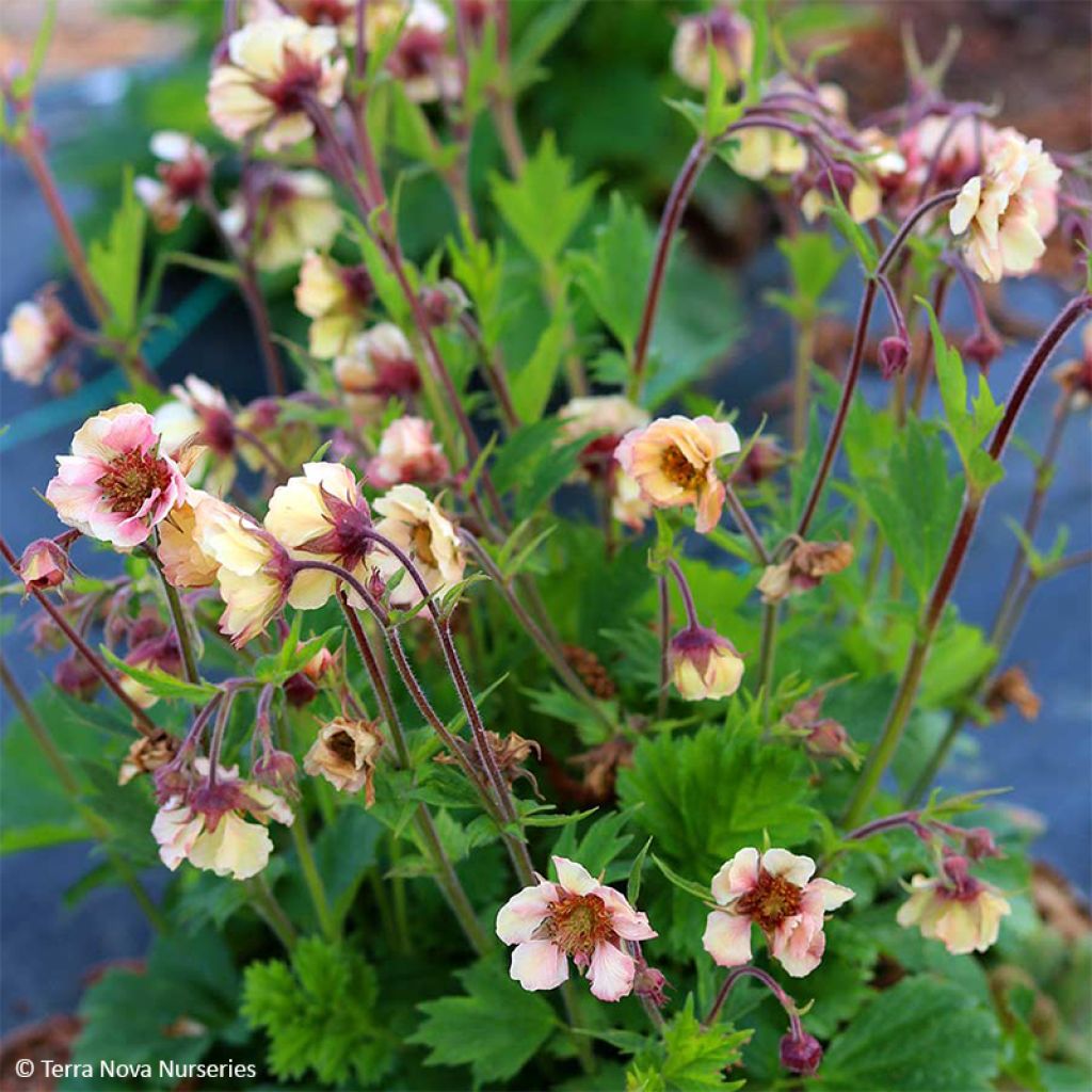 Geum Tempo Yellow