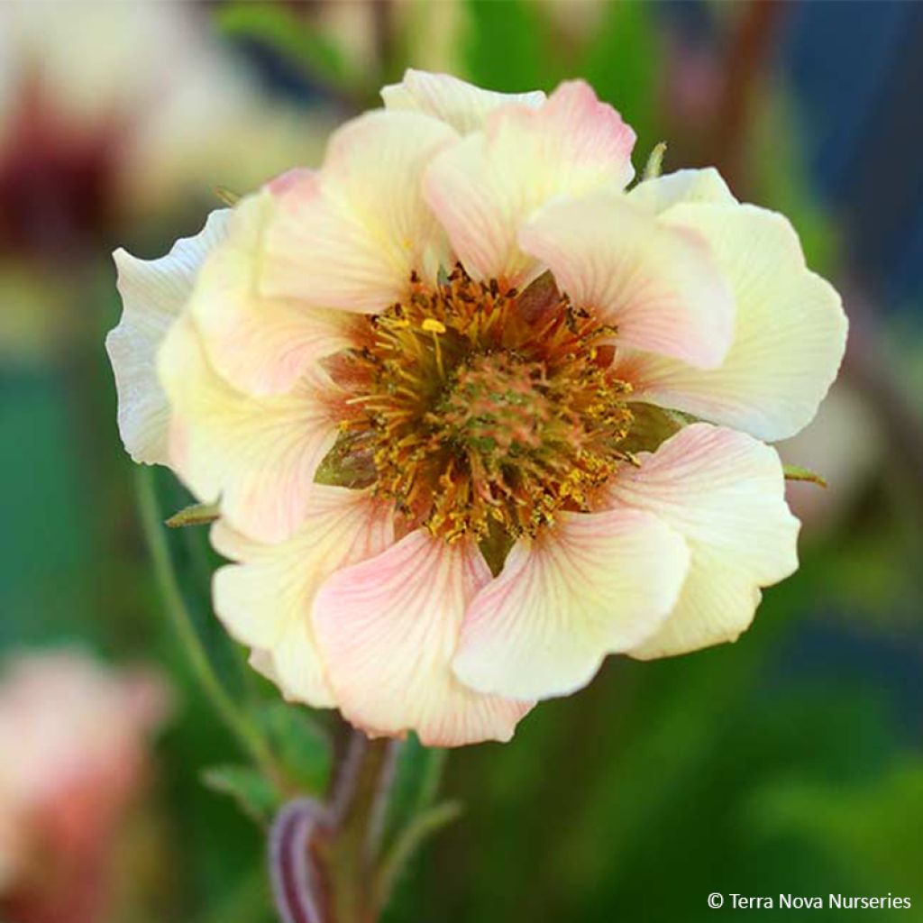 Geum Tempo Yellow
