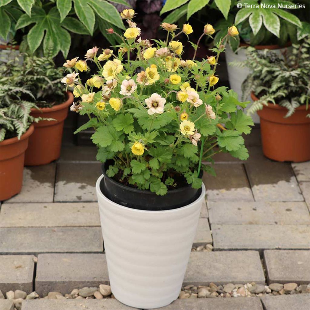 Geum Tempo Yellow