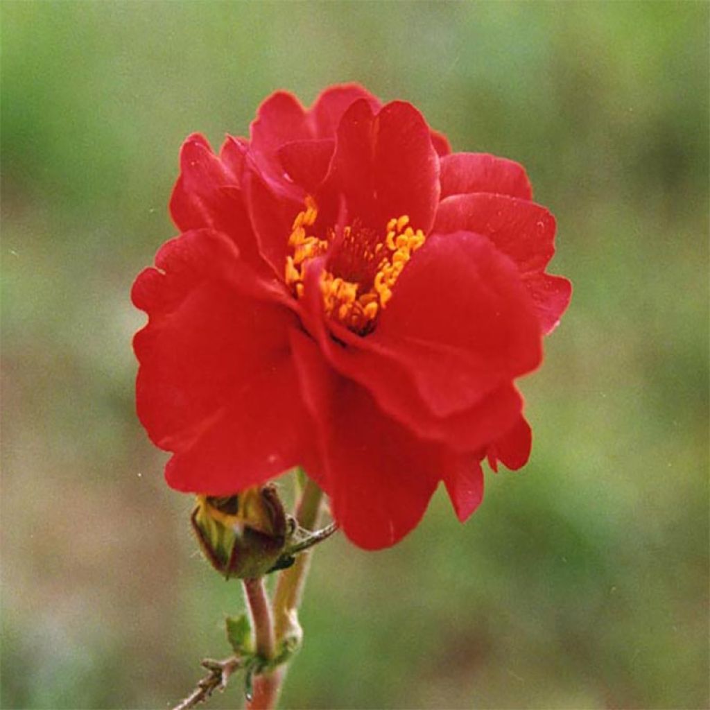 Geum chiloense Mrs Bradshaw