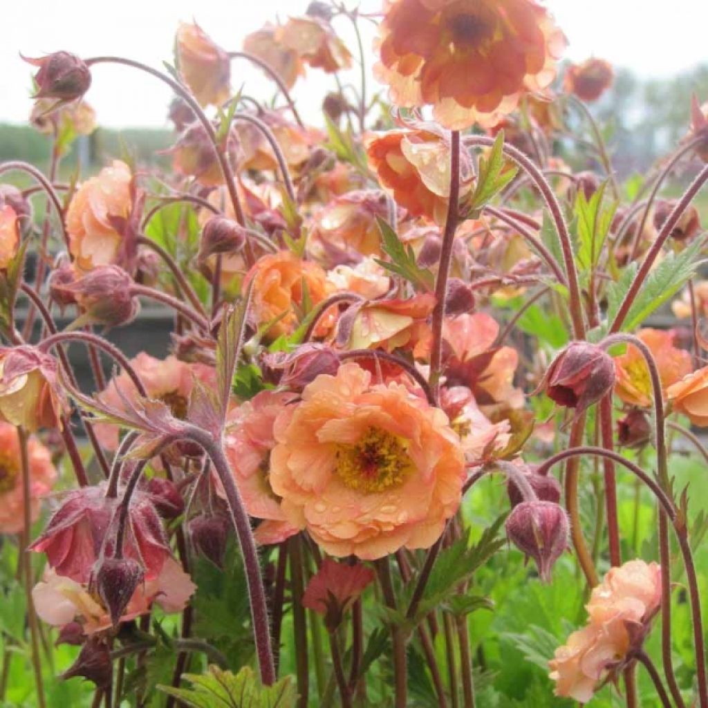 Geum rivale Mai tai