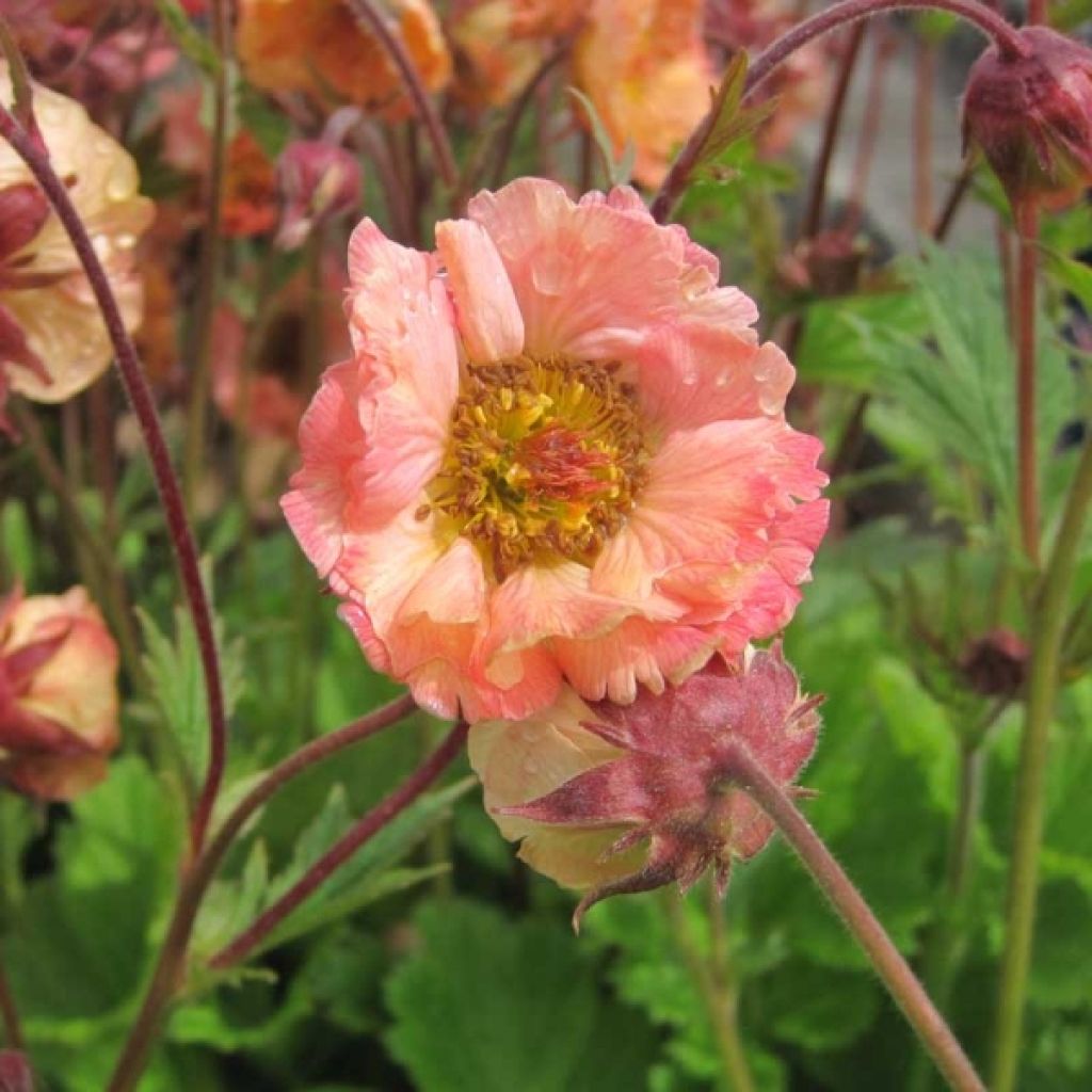 Geum rivale Mai tai