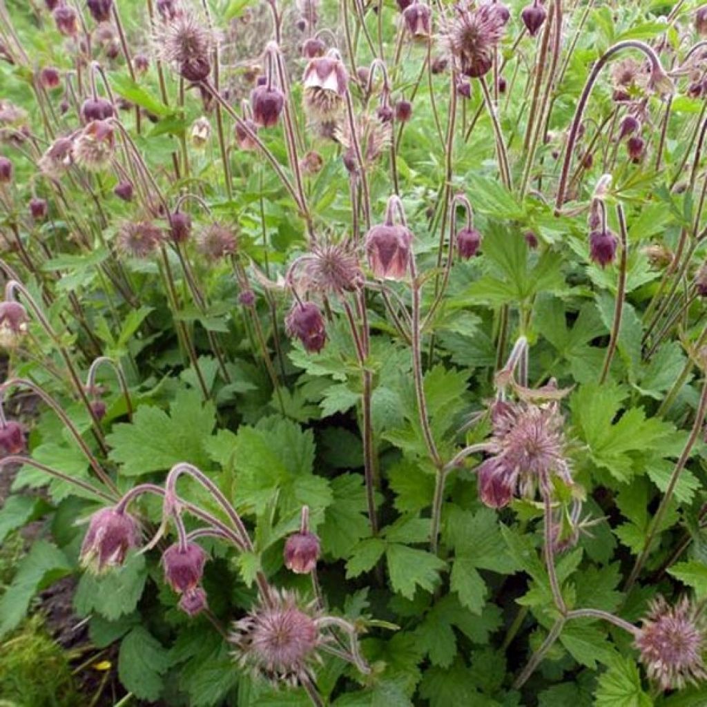 Geum rivale - Water Avens