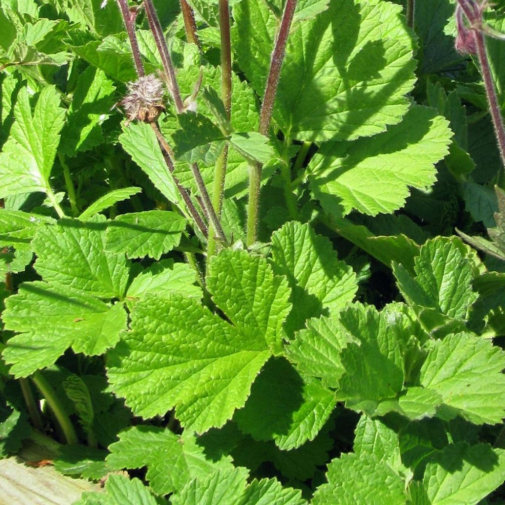 Geum rivale - Water Avens