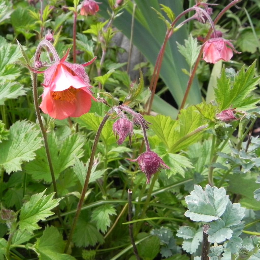 Geum rivale Leonards Variety
