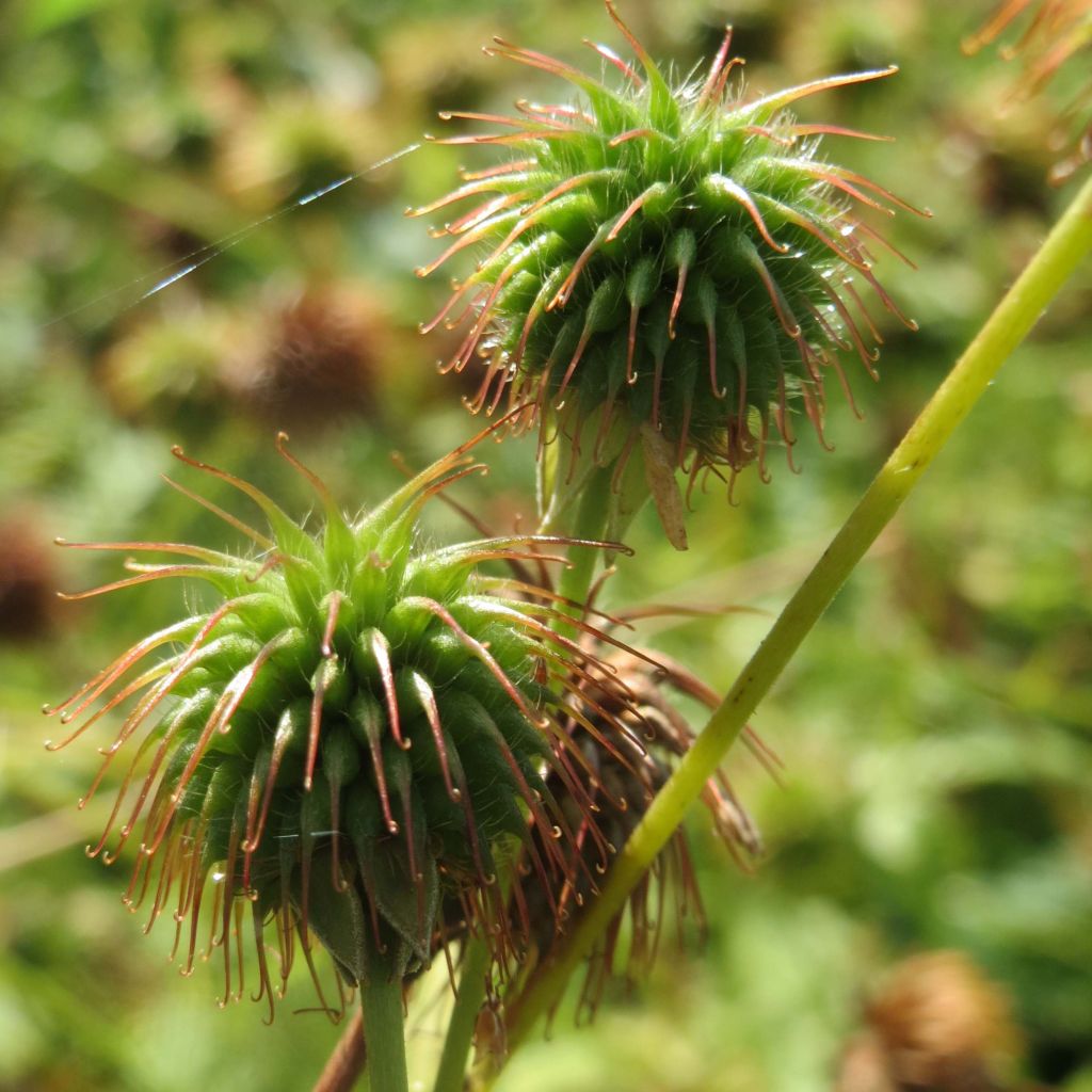 Geum urbanum