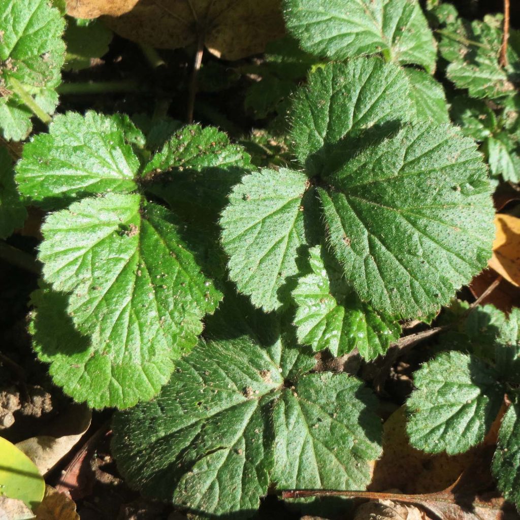 Geum urbanum