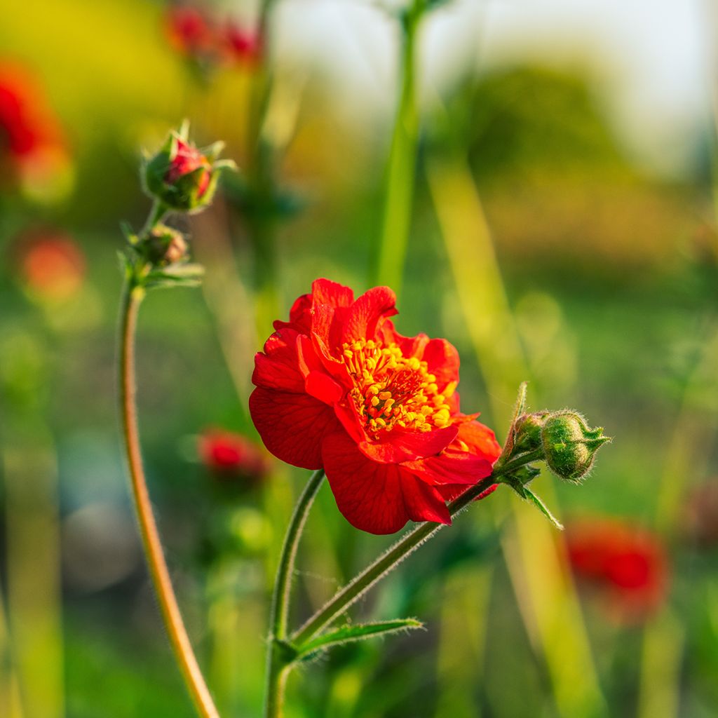Seeds of Geum Flora Pleno Blazing Sunset - Avens